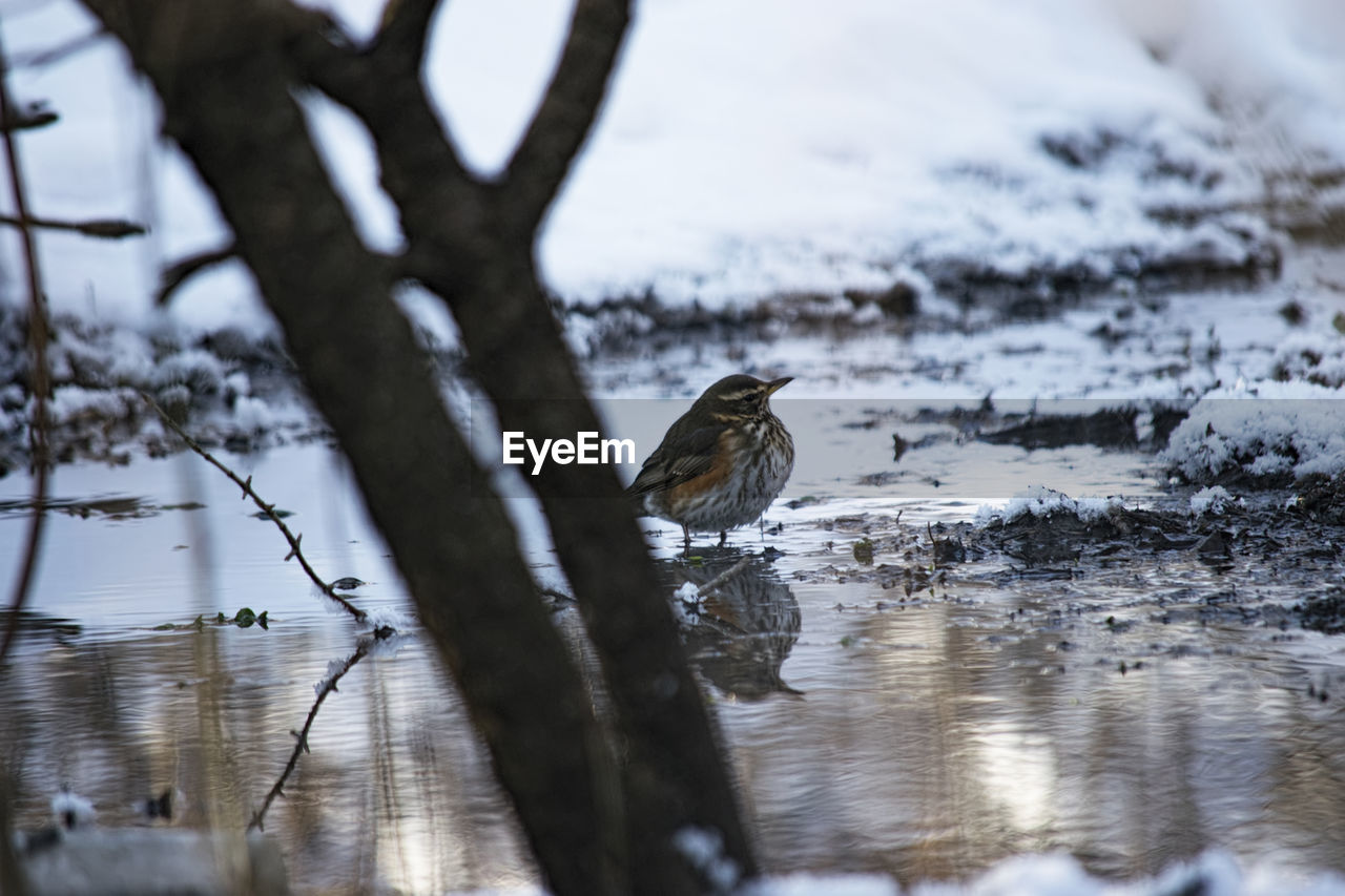 Sparrow perching at lake during winter