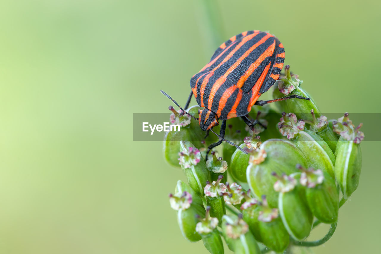 CLOSE-UP OF BUTTERFLY POLLINATING FLOWERS