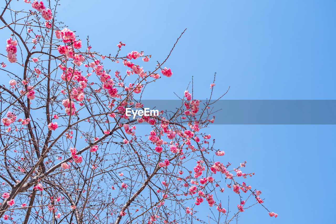 Pink sakura blossoming under clear blue sky