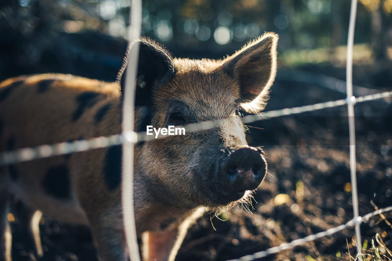 Pig standing in animal pen at organic farm