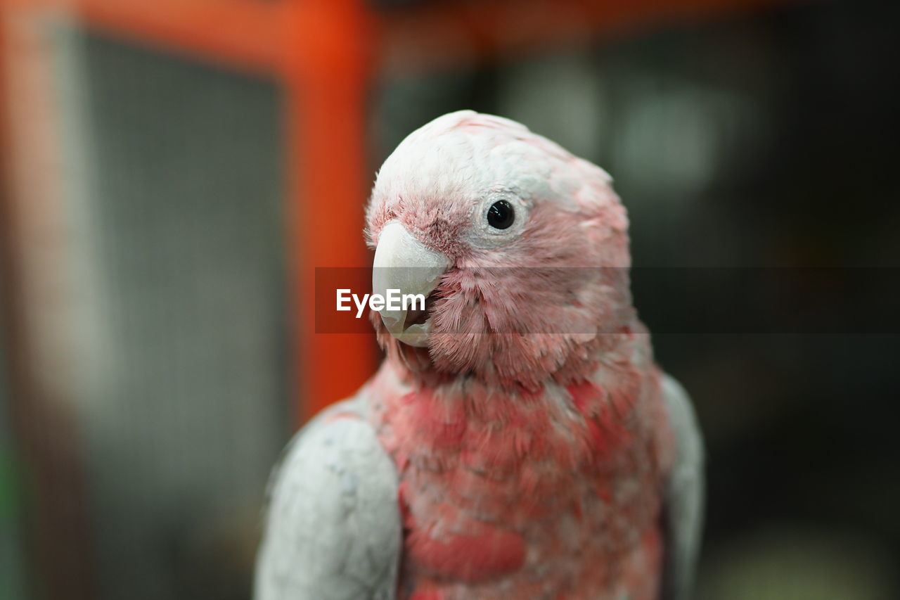 Close-up of a parrot