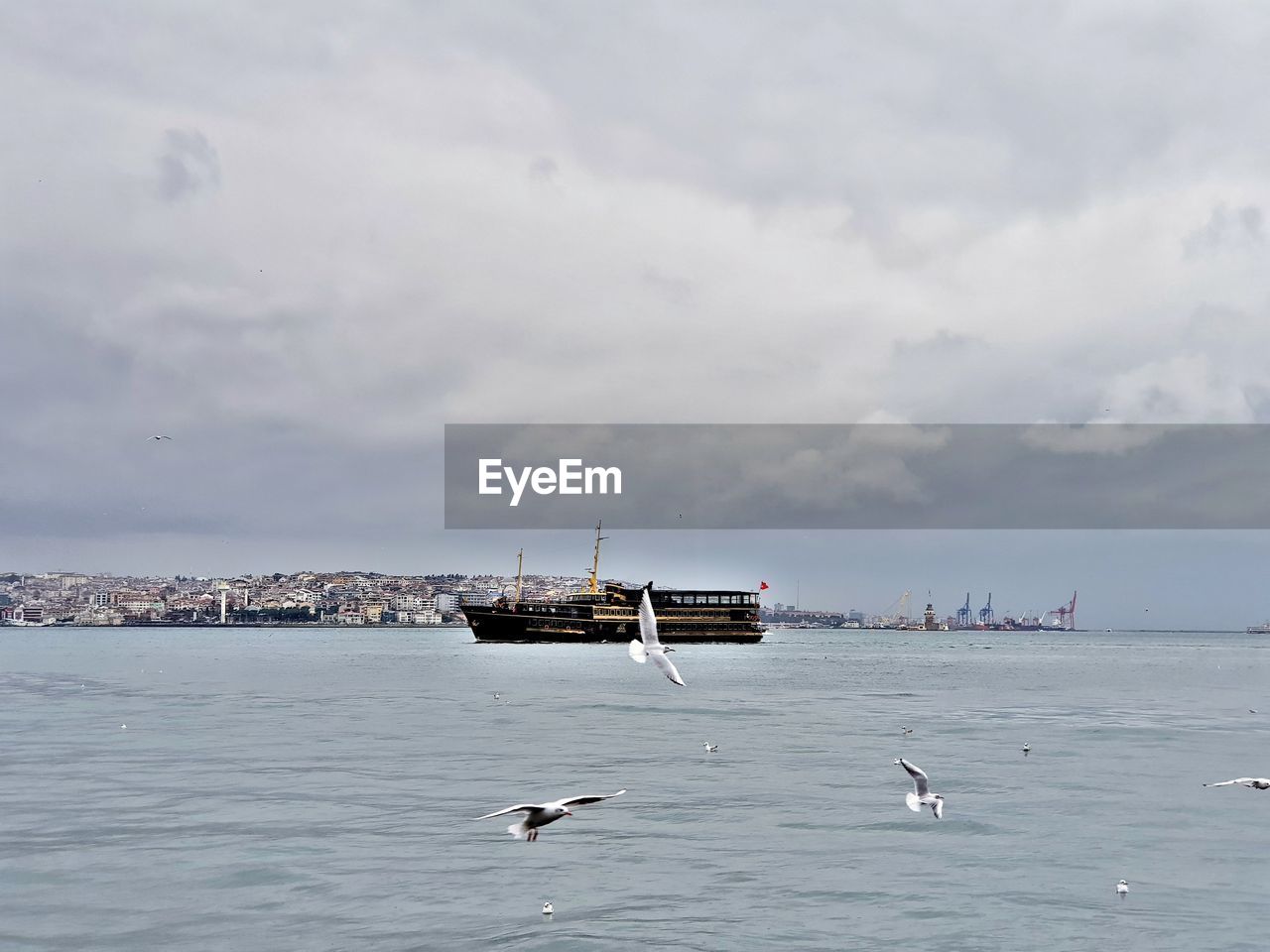 BIRDS FLYING OVER SEA