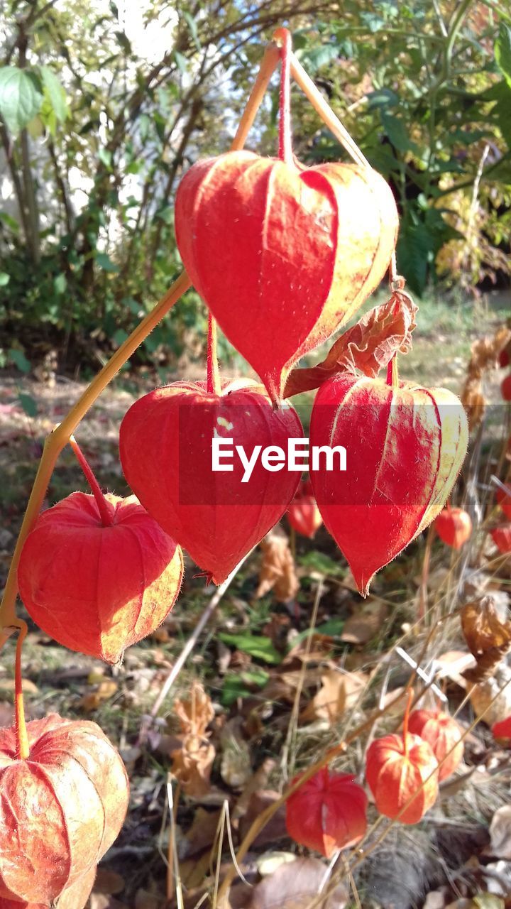 CLOSE-UP OF RED FLOWER ON TREE