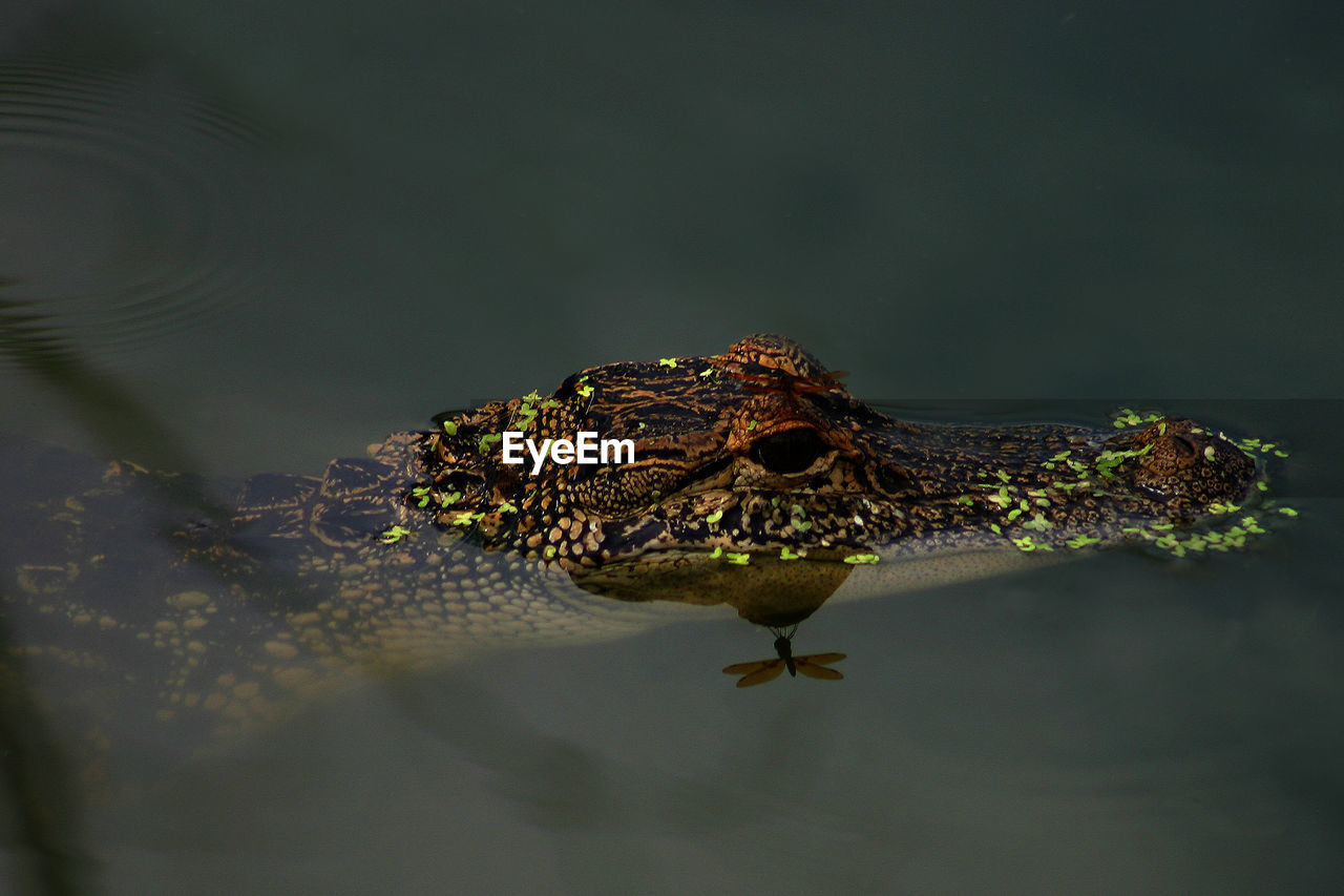 Close-up of alligator swimming in lake