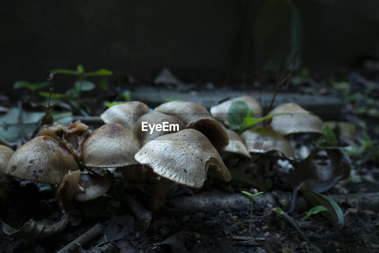 CLOSE-UP OF MUSHROOMS ON FIELD