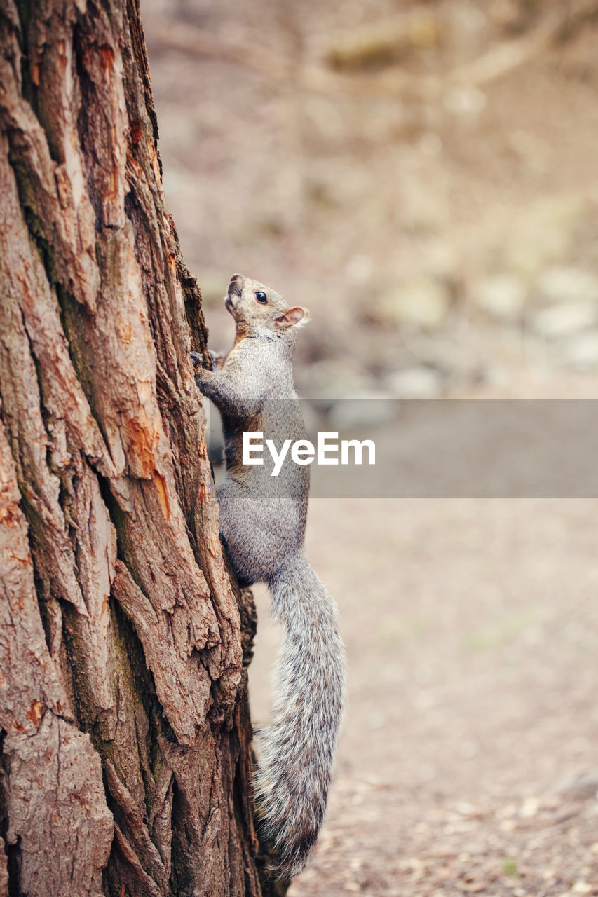 Grey fat squirrel with thick large furry tail sitting on tree in park outside. animal wild squirrel