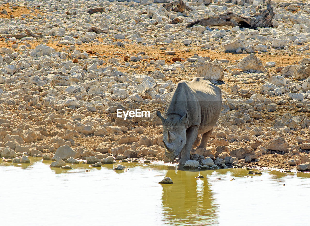 Side view of black rhinoceros drinking water