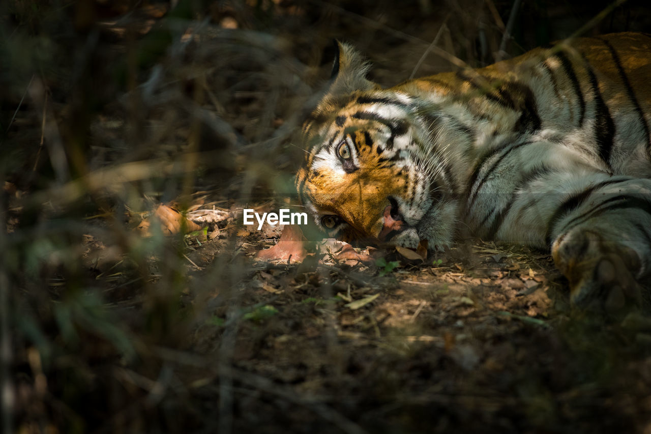 High angle view of tiger sleeping on field in forest