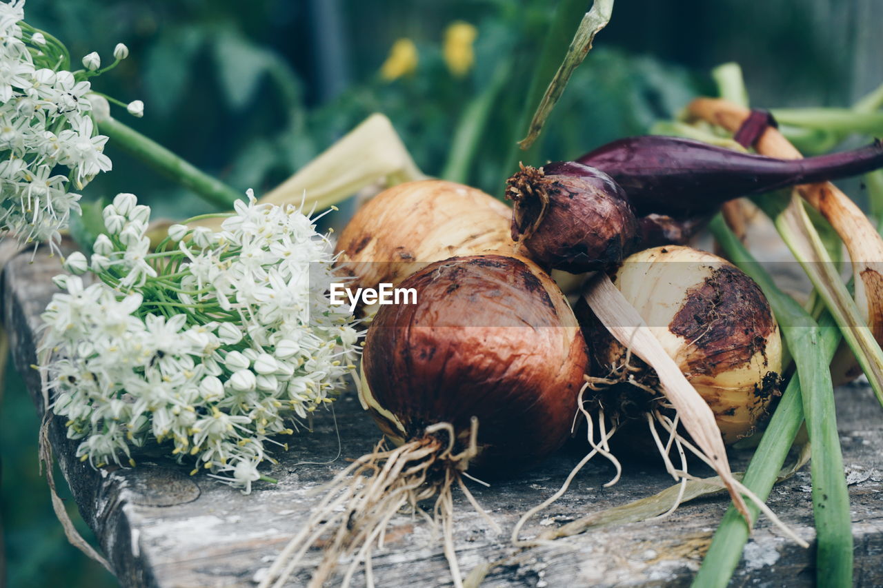 Close-up of raw onions with flowers on old table