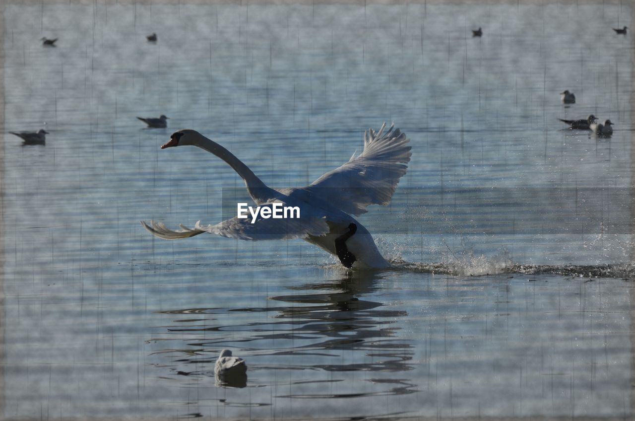 VIEW OF SEAGULLS FLYING OVER LAKE