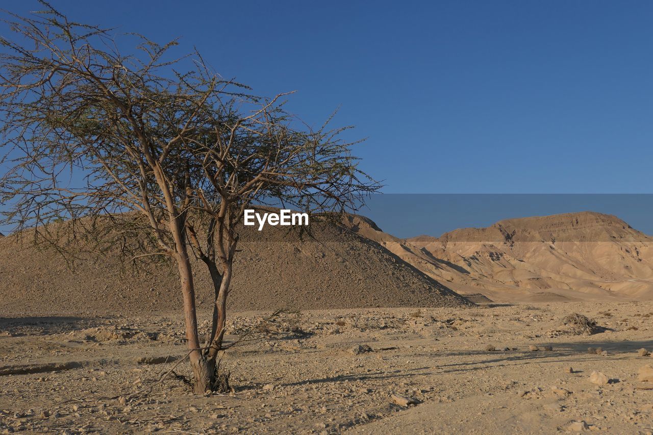 TREE ON DESERT AGAINST CLEAR BLUE SKY