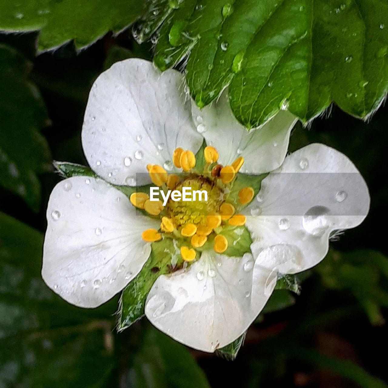 CLOSE-UP OF RAINDROPS ON WET WHITE ROSE