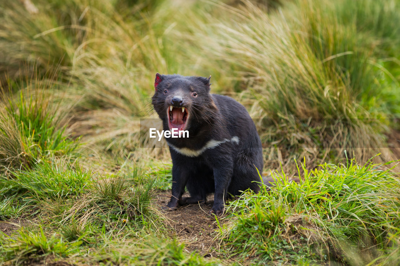 Black animal with mouth open sitting on land