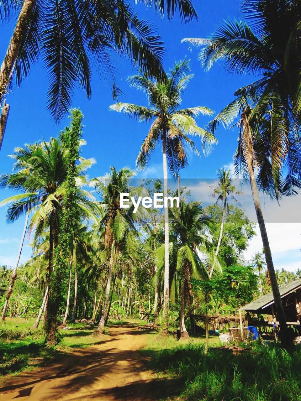 SCENIC VIEW OF COCONUT PALM TREES AGAINST BLUE SKY