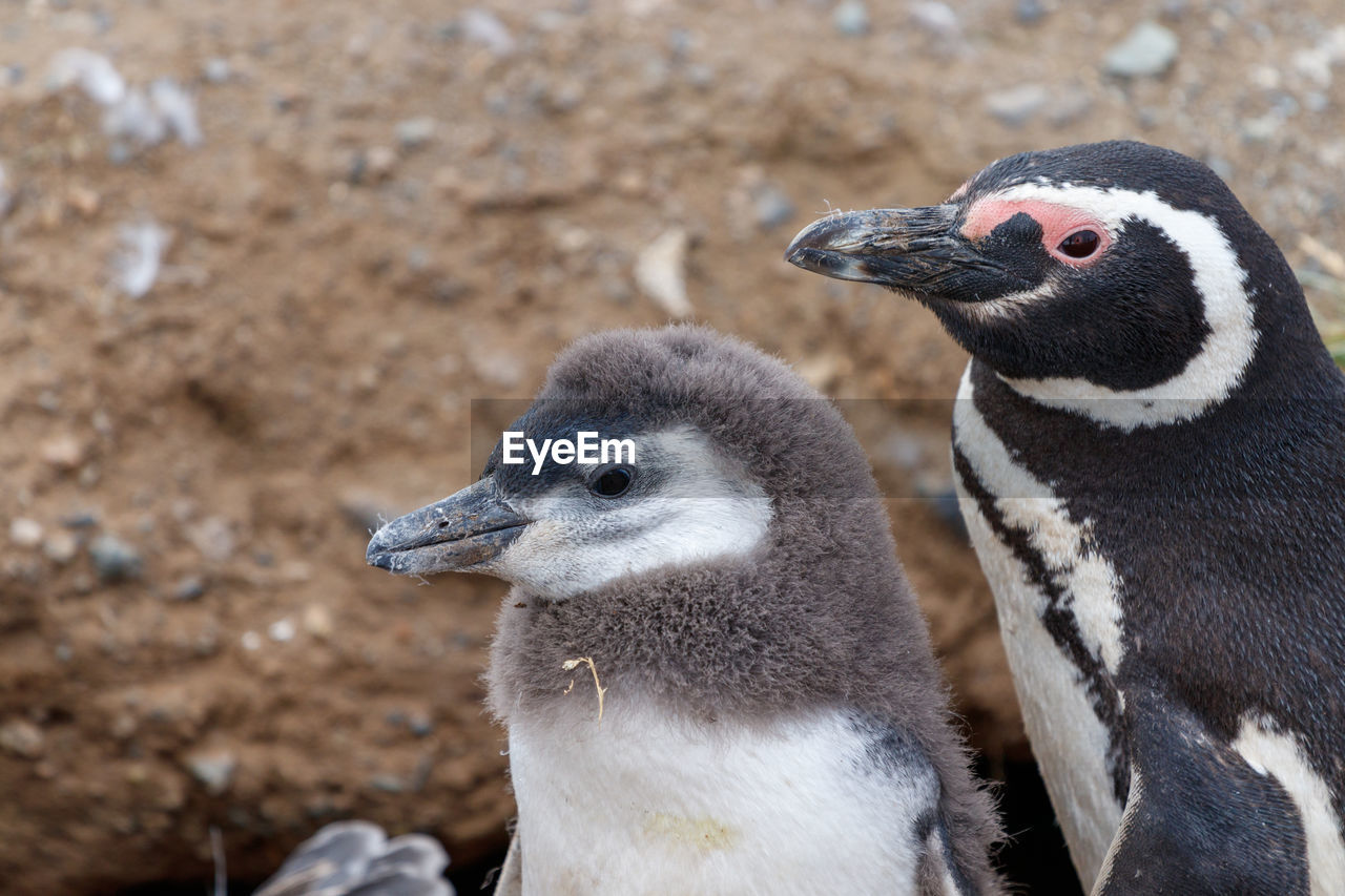 bird, animal themes, animal, beak, animal wildlife, wildlife, group of animals, penguin, two animals, close-up, focus on foreground, no people, nature, young animal, young bird, day, animal body part, zoo, outdoors, togetherness, land