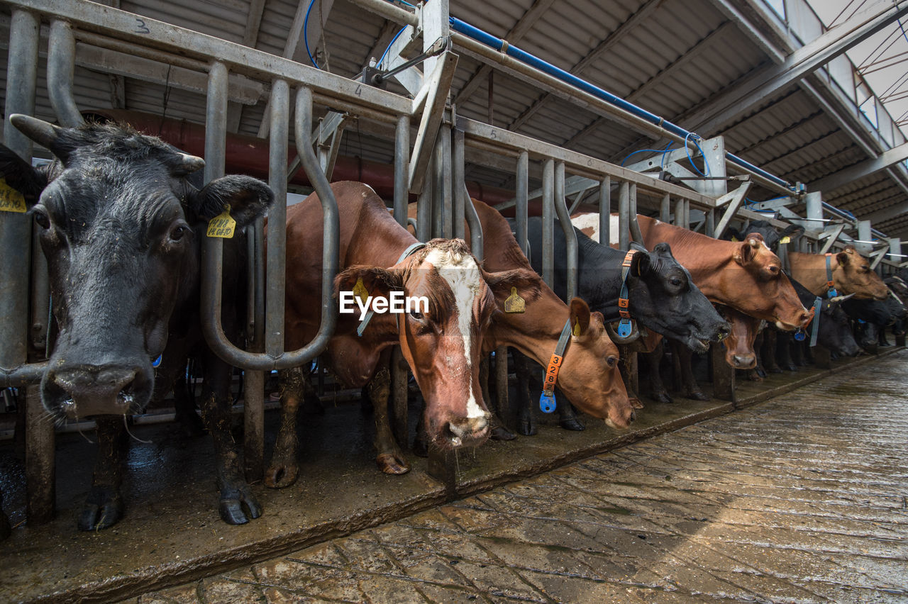 View of cows in shed