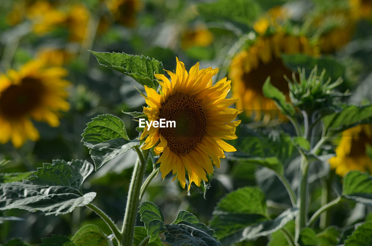 CLOSE-UP OF SUNFLOWER AGAINST YELLOW FLOWERING PLANT