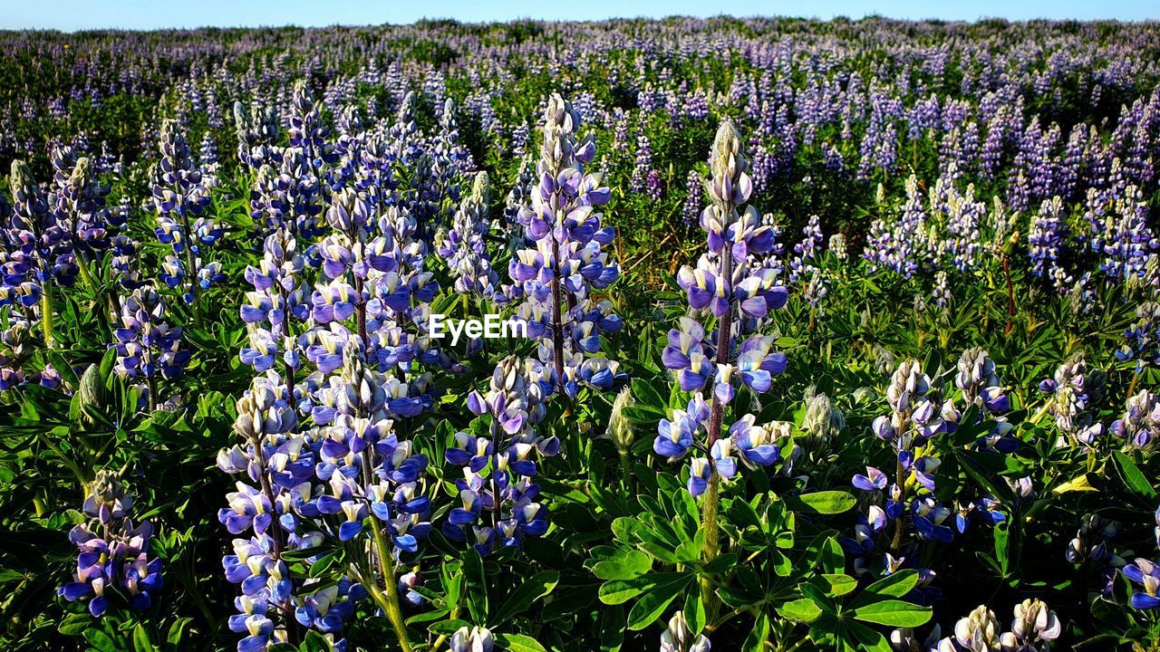 CLOSE-UP OF FLOWERING PLANTS ON FIELD