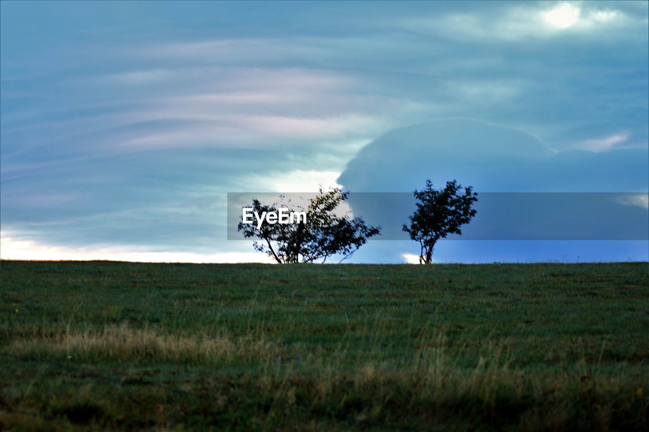 Tree on field against sky