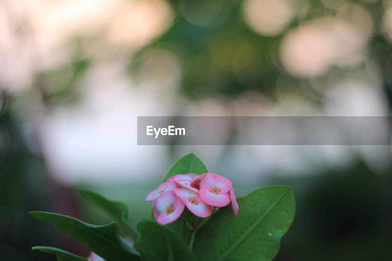 CLOSE-UP OF PINK FLOWER