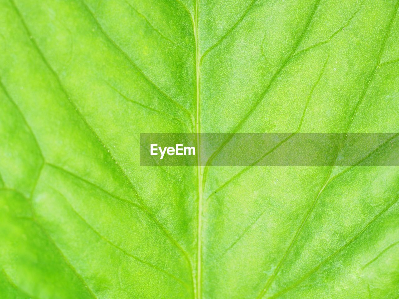 Green leaves full screen background