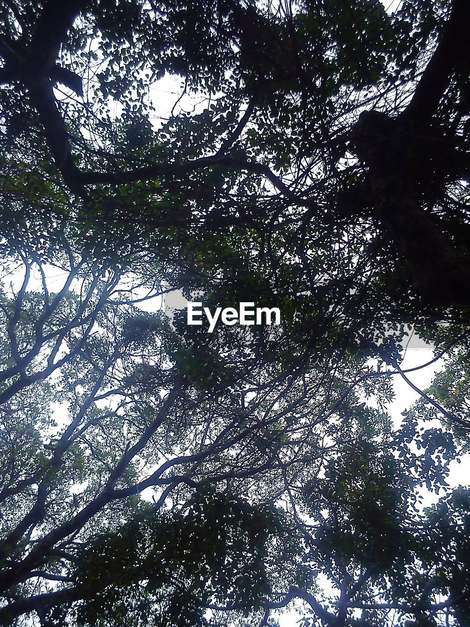 LOW ANGLE VIEW OF TREES IN FOREST AGAINST SKY