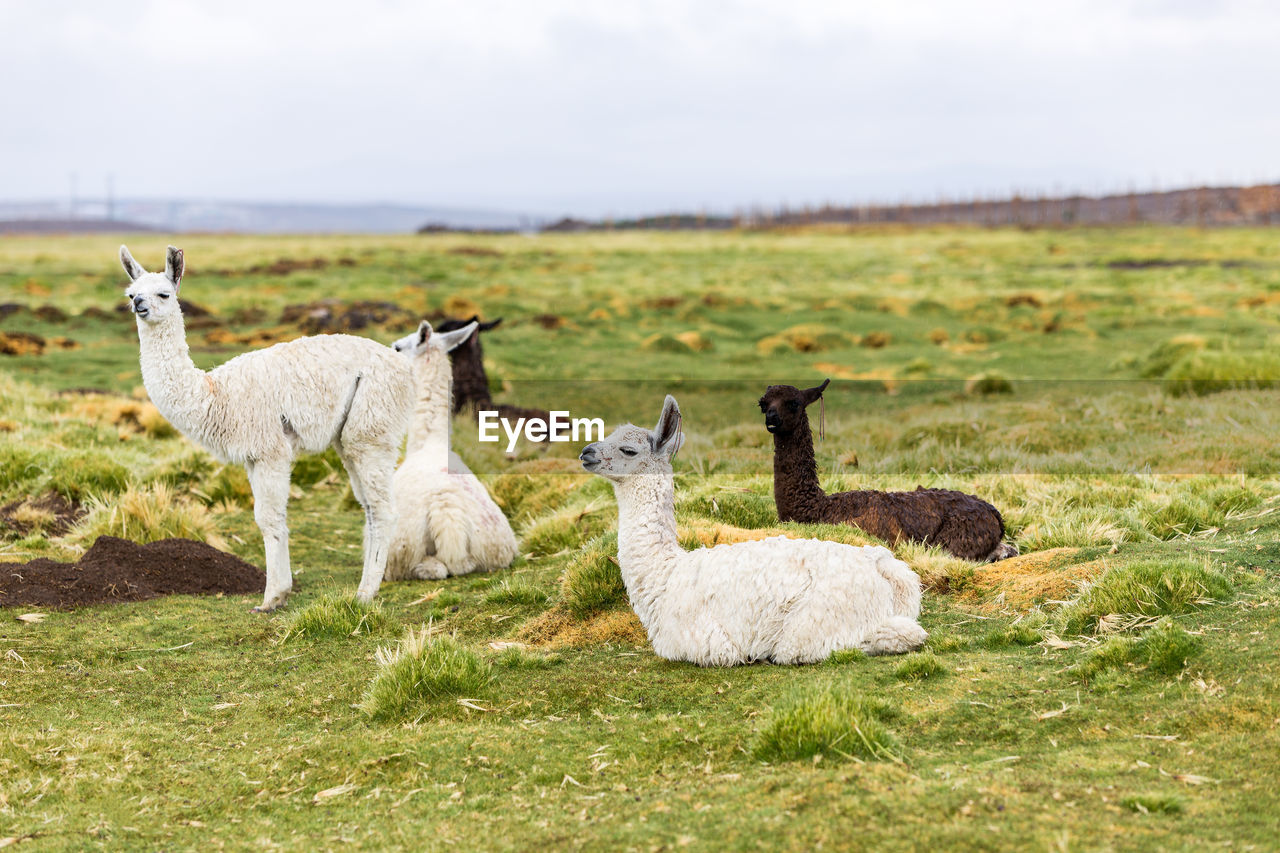 Llamas resting in the altiplano bolivia chile south america travel wildlife animals