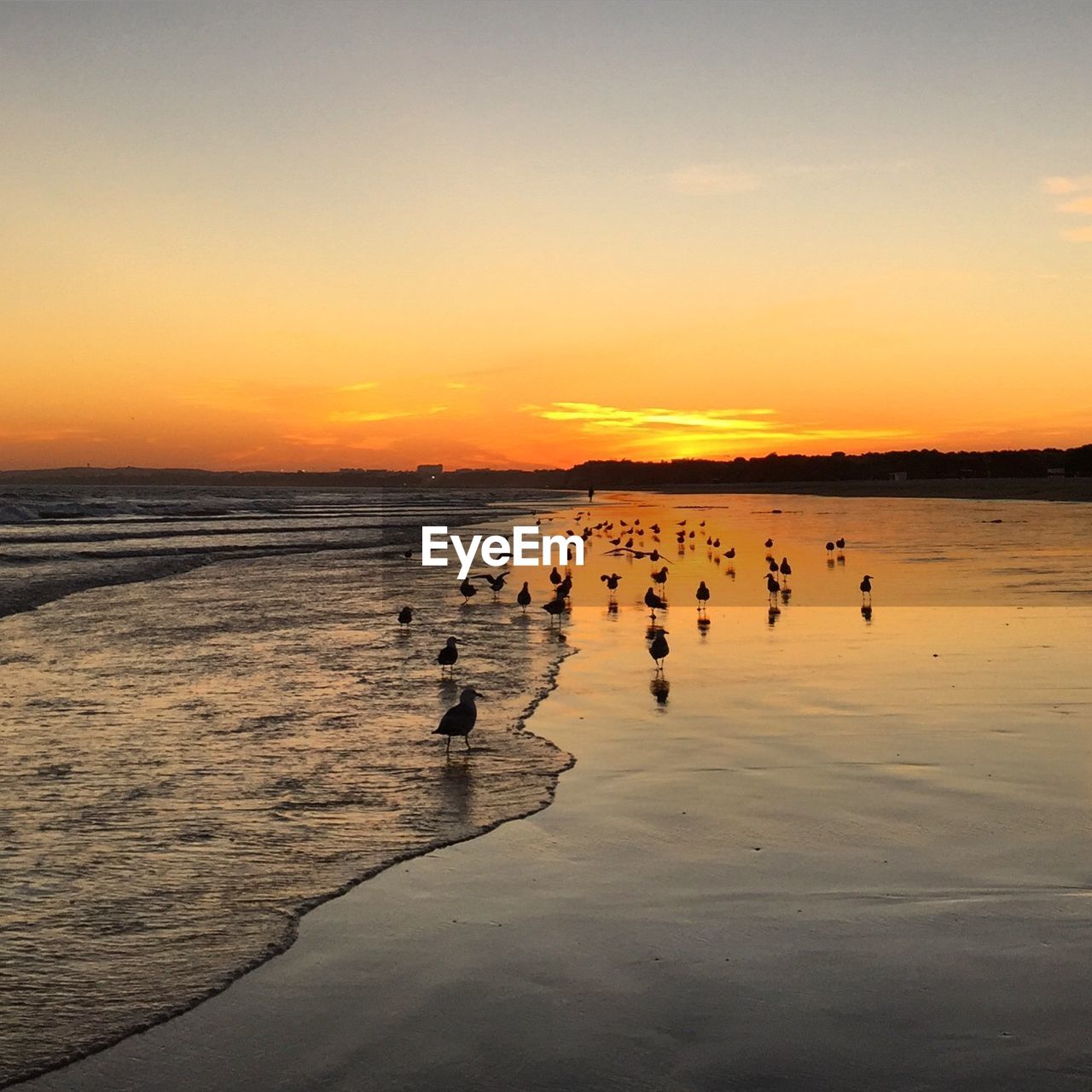 Seagulls on shore during sunset