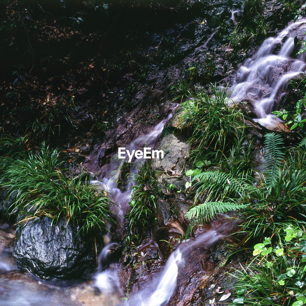 Scenic view of waterfall in forest