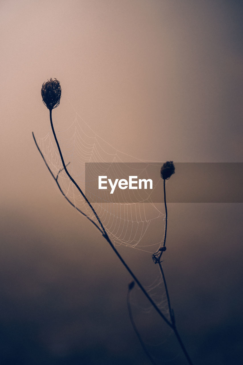 Close-up of spider web on plant against sky at sunset