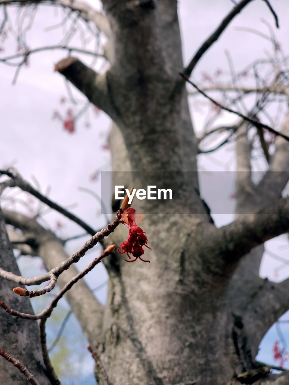CLOSE-UP OF RED FLOWER ON TREE TRUNK