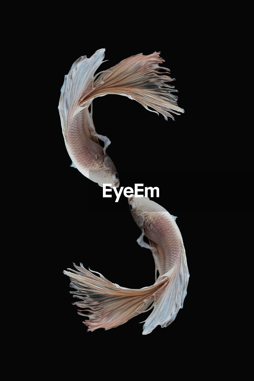 CLOSE-UP OF JELLYFISH SWIMMING IN WATER