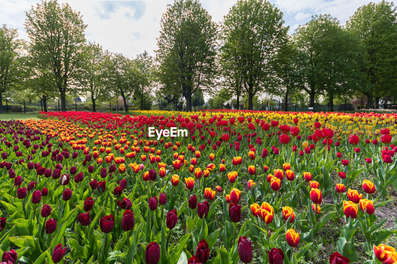 Red poppy flowers growing in field