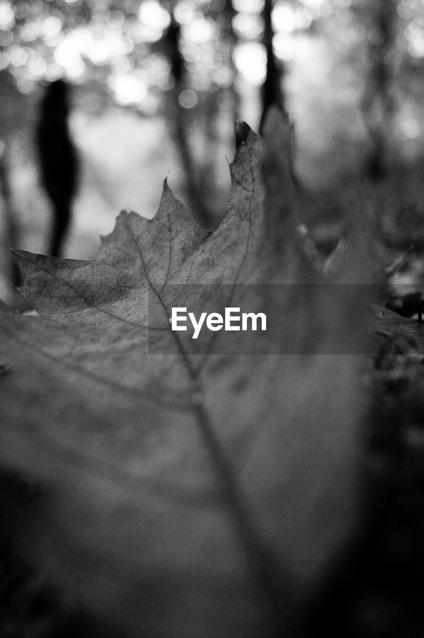 CLOSE-UP OF AUTUMNAL TREE