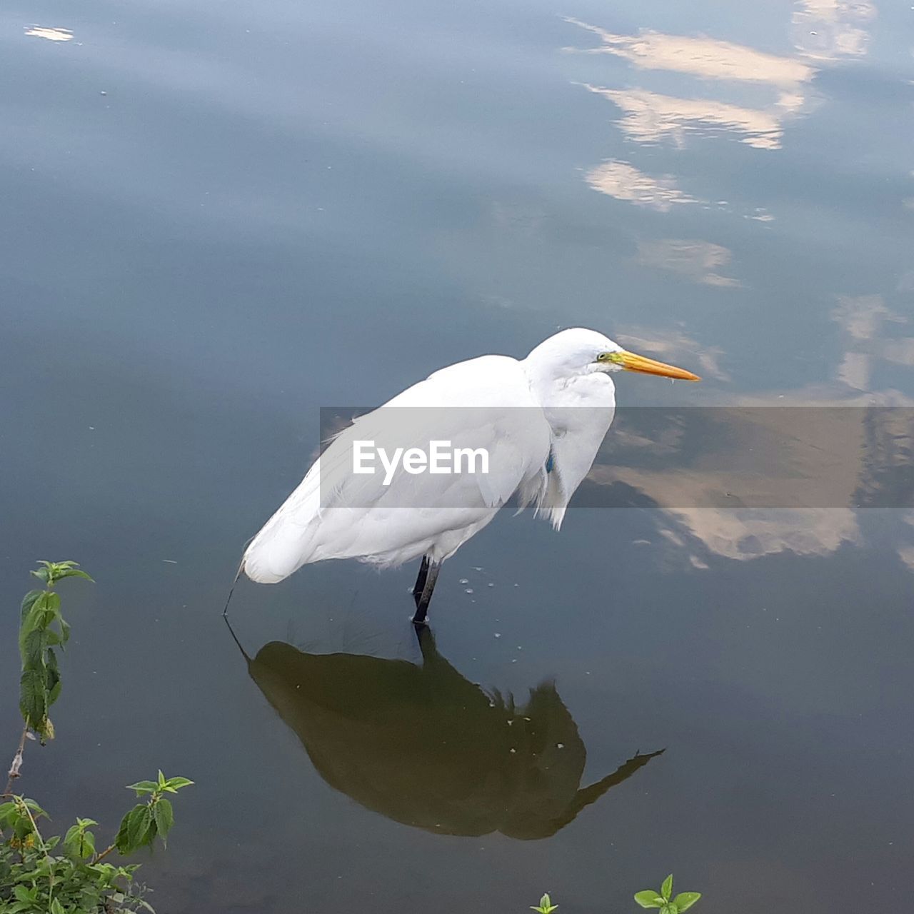 WHITE HERON IN LAKE