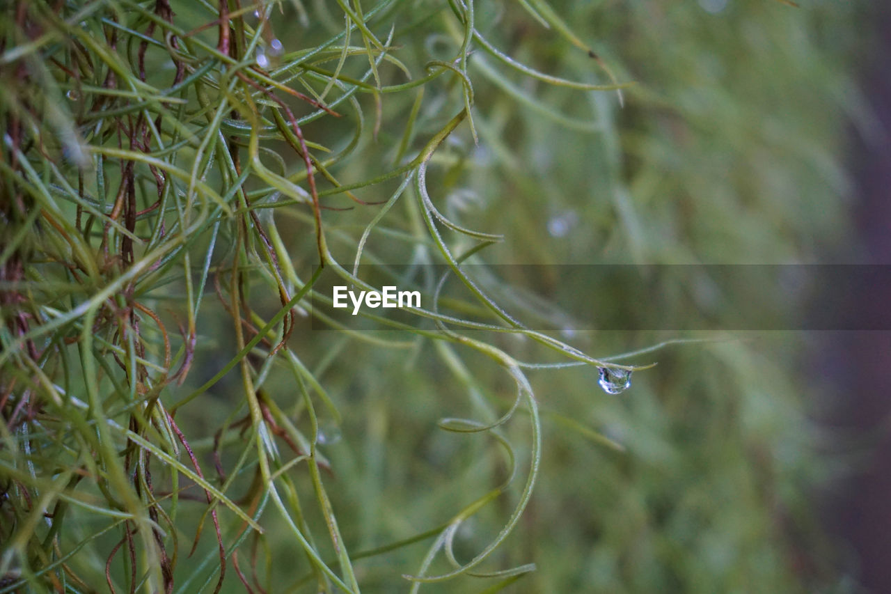 CLOSE-UP OF SPIDER AND WEB