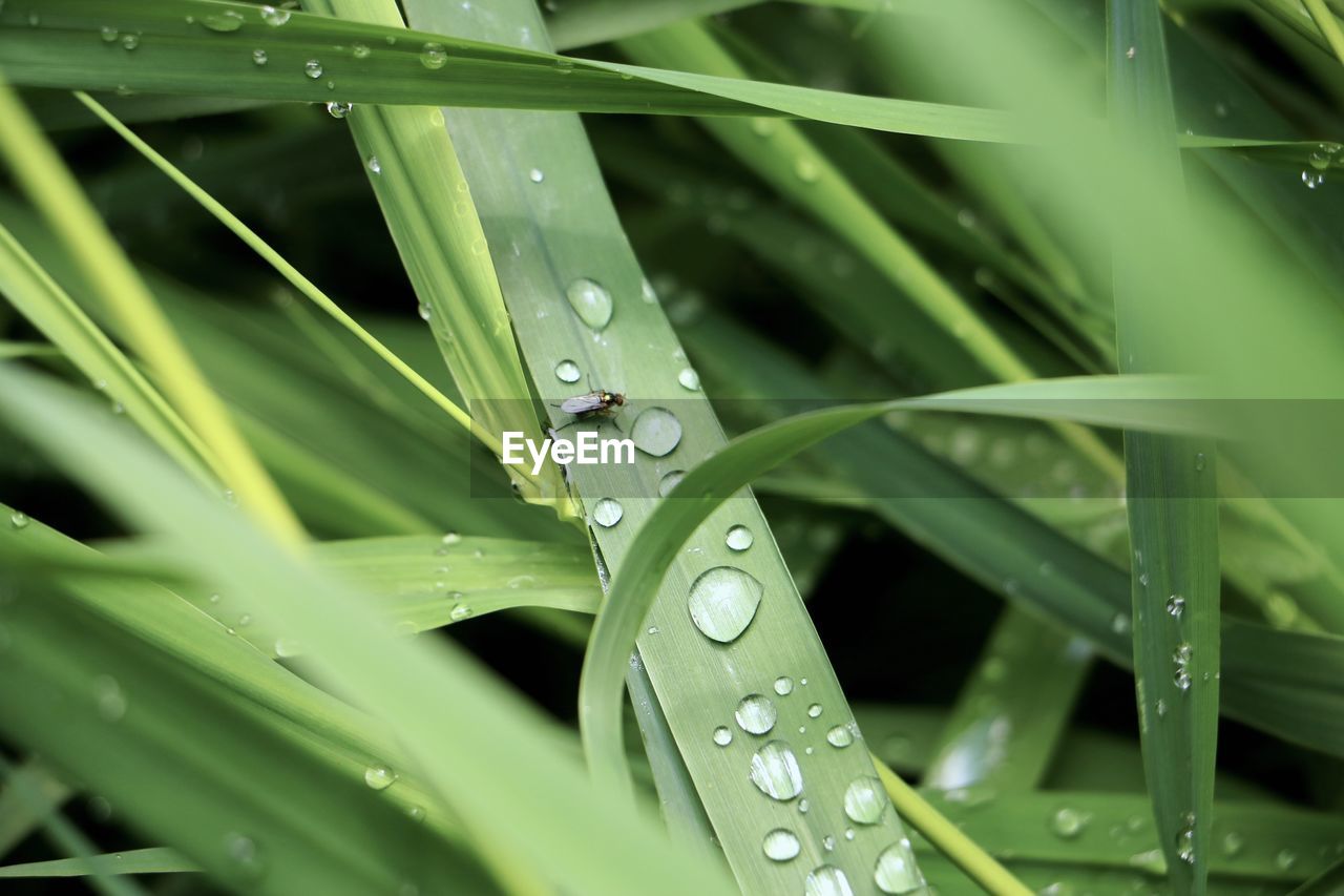 grass, green, water, plant, drop, wet, leaf, nature, plant part, blade of grass, growth, moisture, dew, close-up, macro photography, no people, lawn, beauty in nature, flower, plant stem, rain, outdoors, selective focus, freshness, backgrounds, day