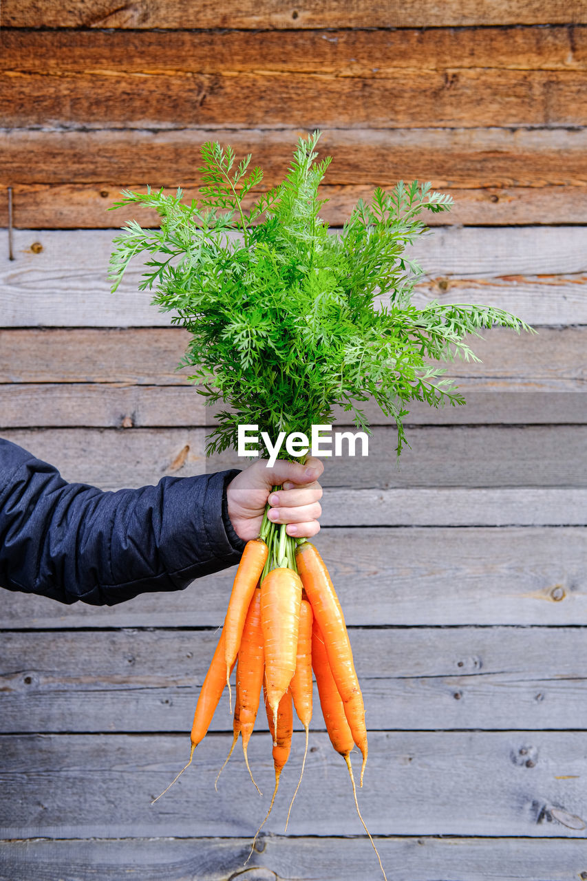 Fresh carrots in the hand of a man on a wooden gray background. seasonal work on the farm. autumn