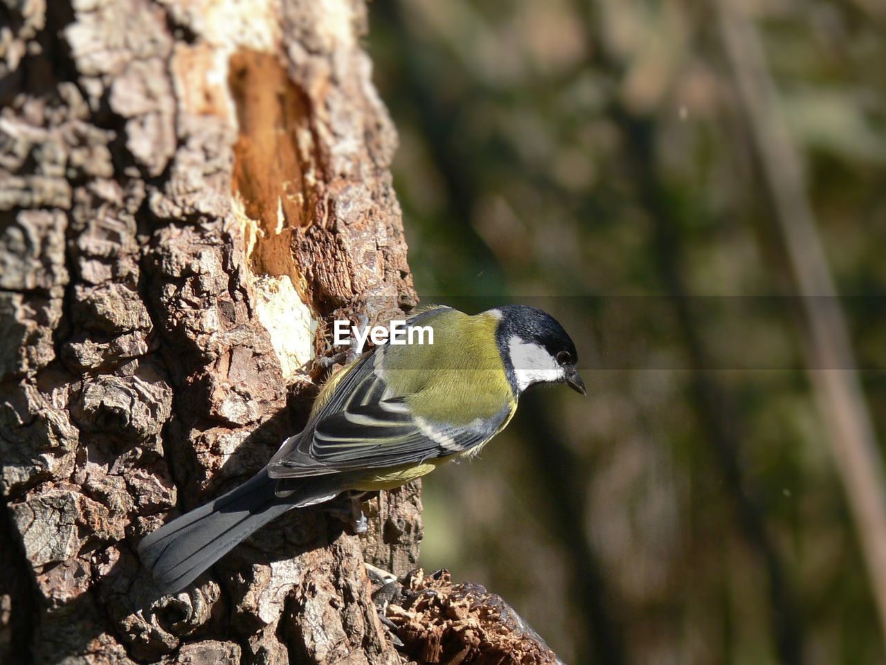 CLOSE-UP OF BIRD ON TREE