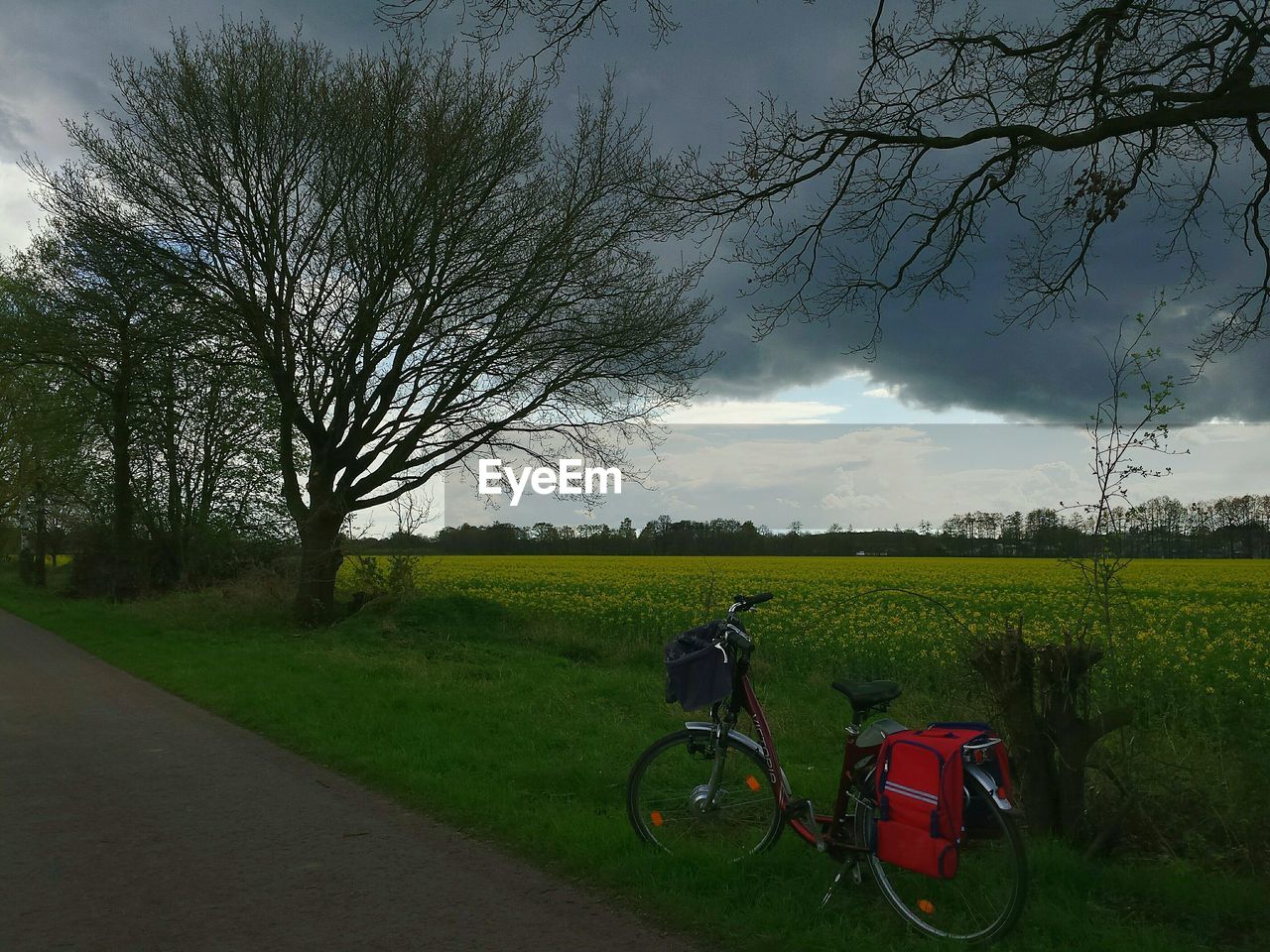 TREES ON GRASSY FIELD AGAINST CLOUDY SKY