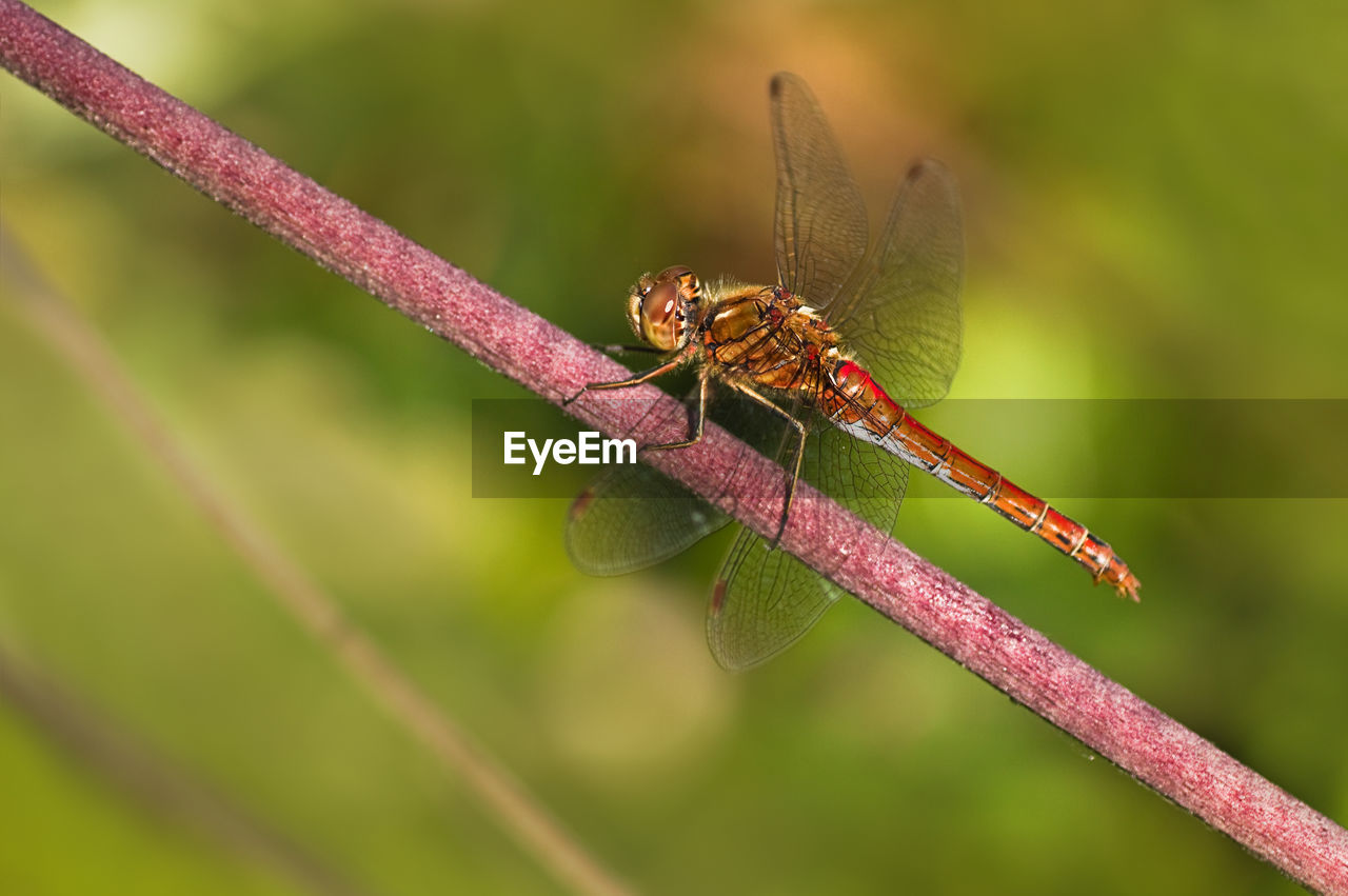 close-up of damselfly on leaf