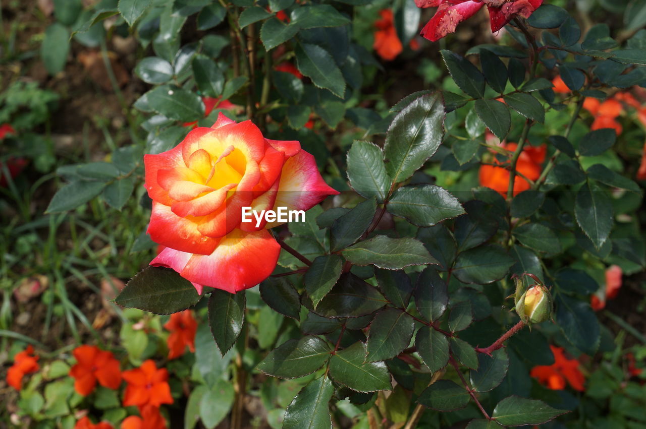 CLOSE-UP OF ORANGE FLOWERS BLOOMING IN PARK