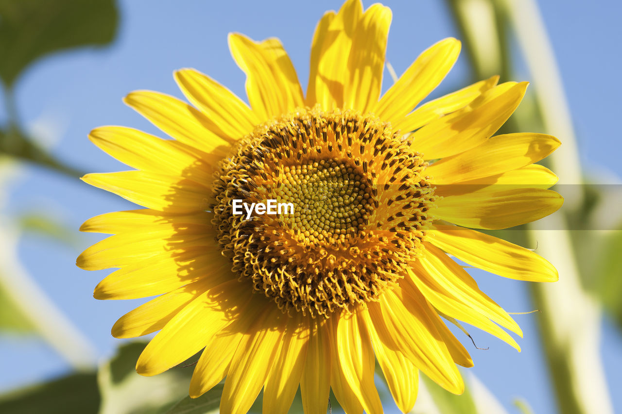 Macro photography of blooming sunflower