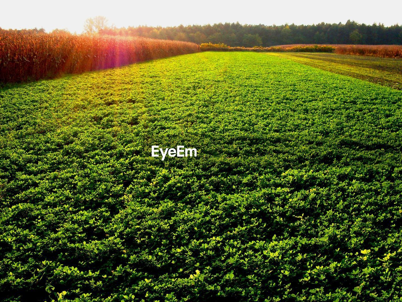 Scenic view of green field during sunny day