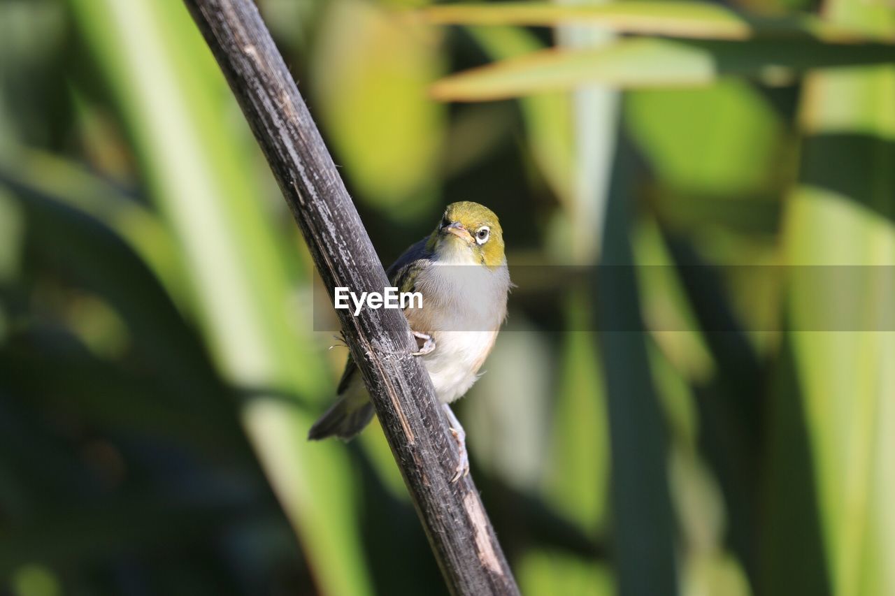 CLOSE-UP OF BIRD PERCHING OUTDOORS