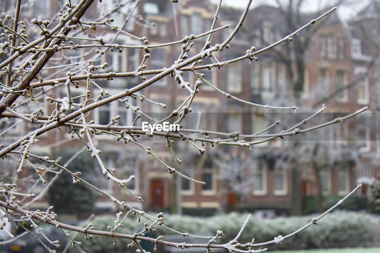 Close-up of tree during winter