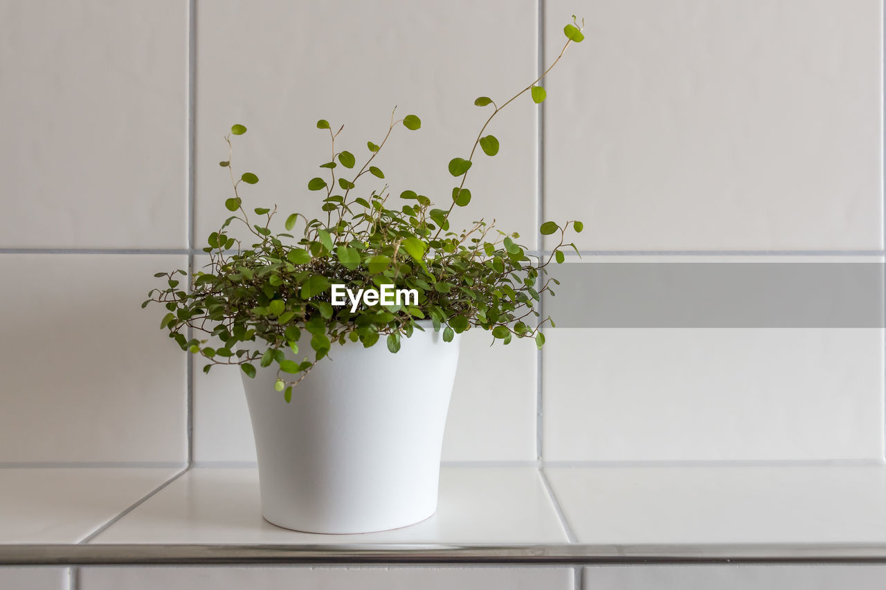 Close-up of potted plant against tiled wall