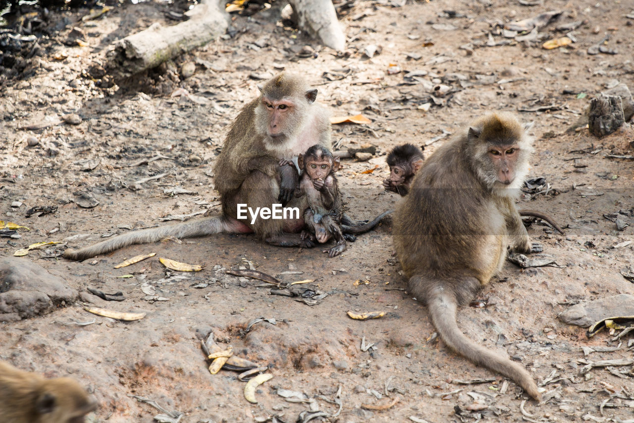Monkeys with infants relaxing on field