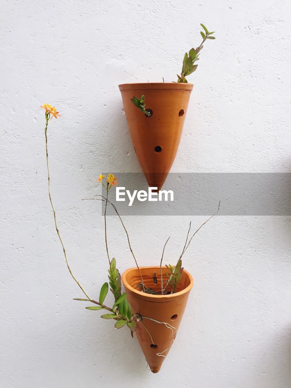 CLOSE-UP OF POTTED PLANTS AGAINST WALL