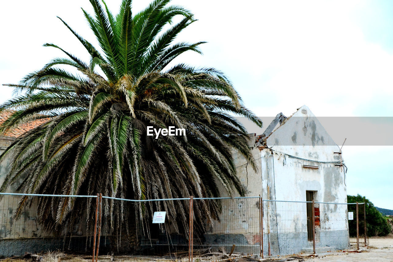 PALM TREE IN FRONT OF BUILDING